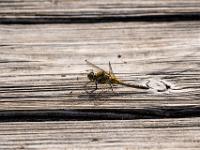 Großer Blaupfeil Weibchen auf Moorsteg